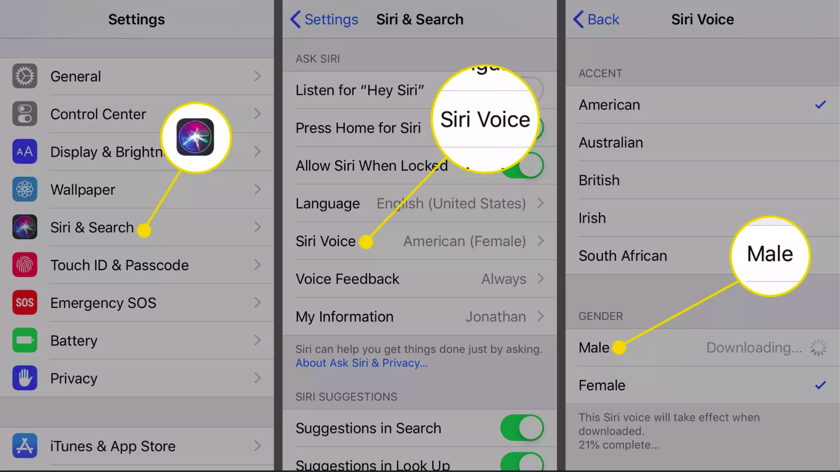 Siri & Search, Siri Voice, Male option in iOS Settings